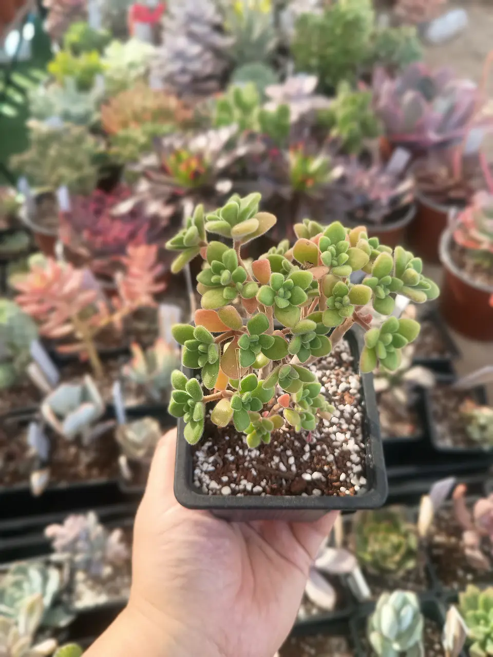 Aeonium Aichryson  2