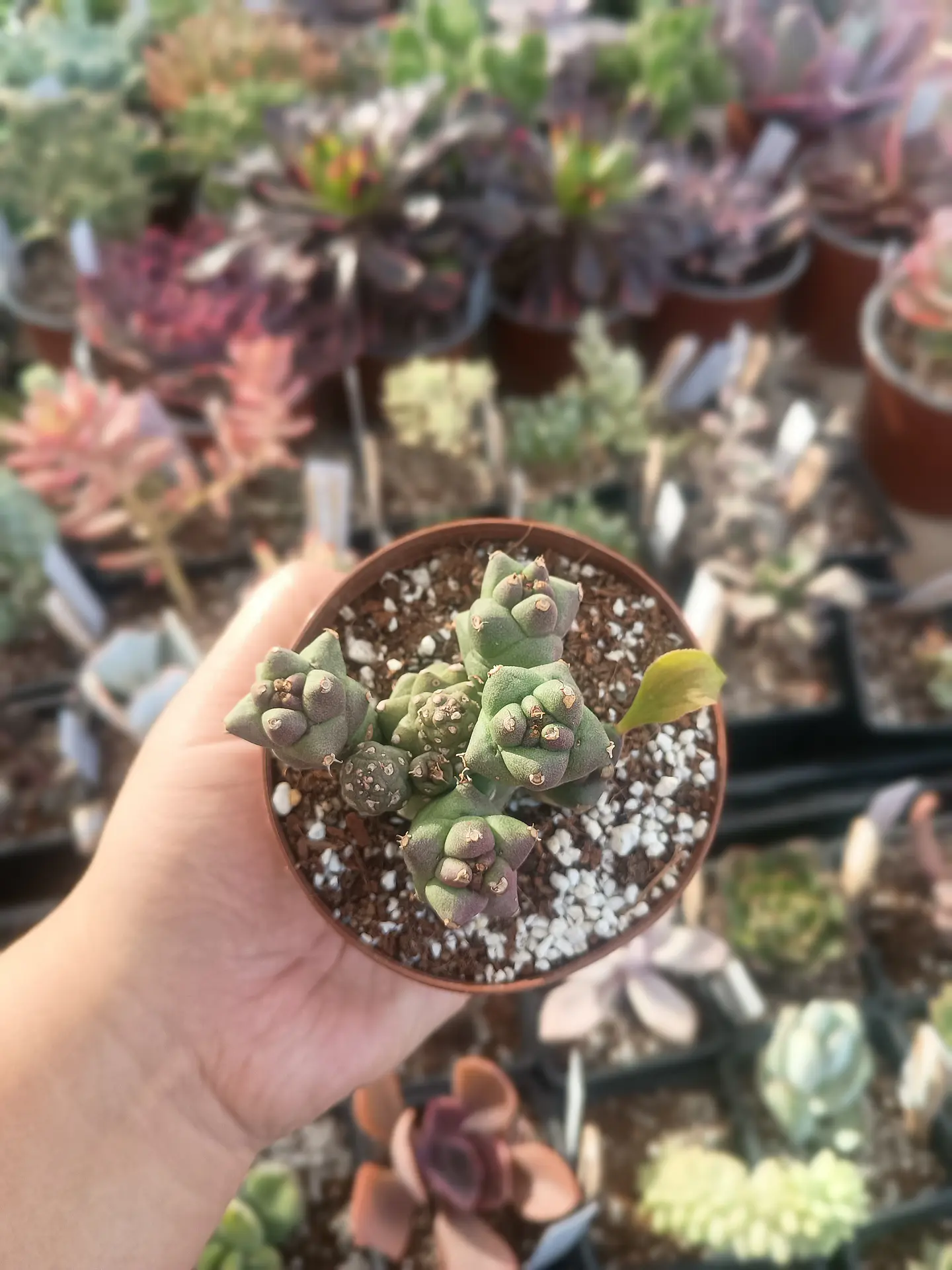 Monadenium Ritchiei 1