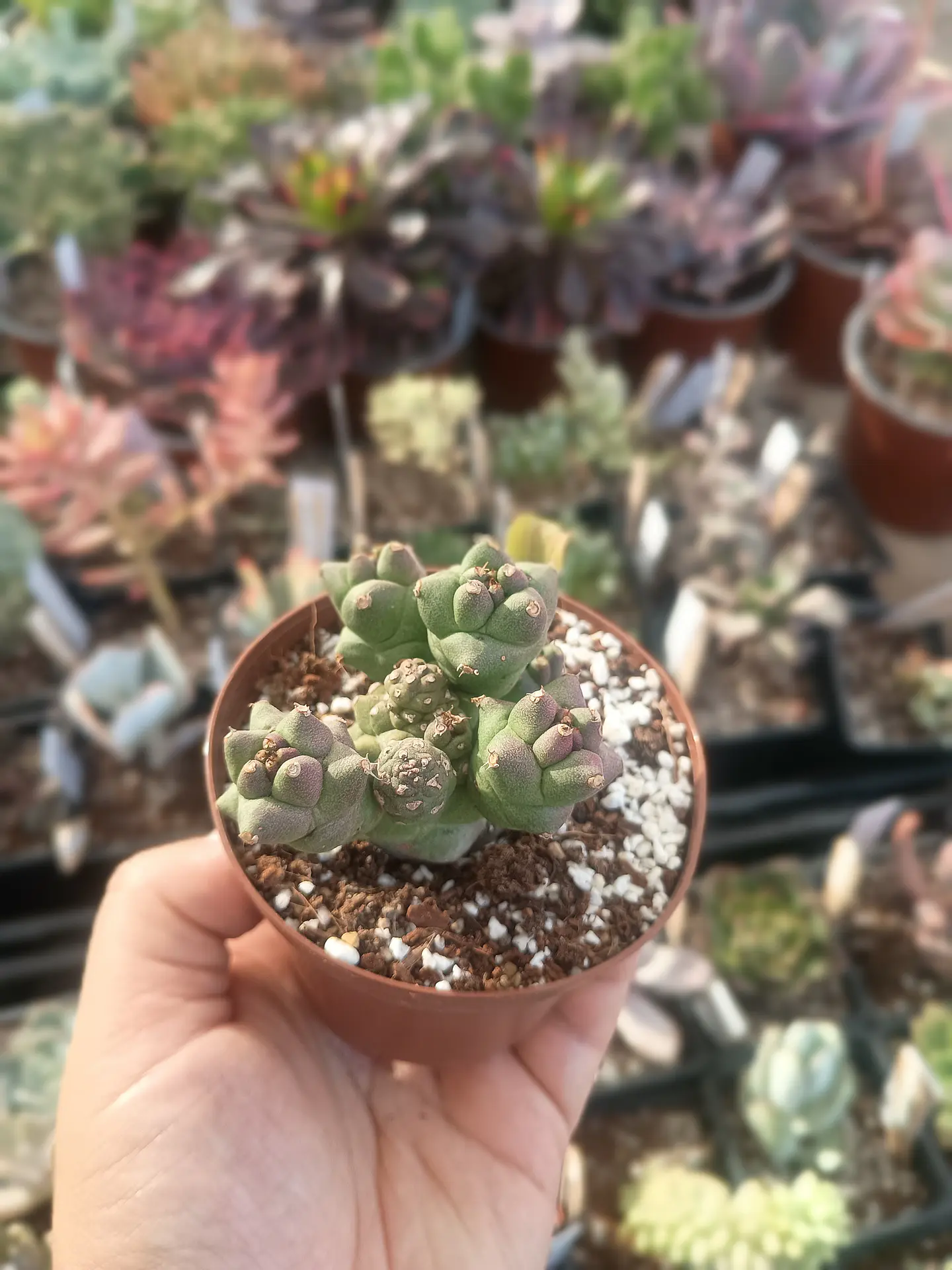 Monadenium Ritchiei 2