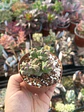 Monadenium Ritchiei - Miniatura 2