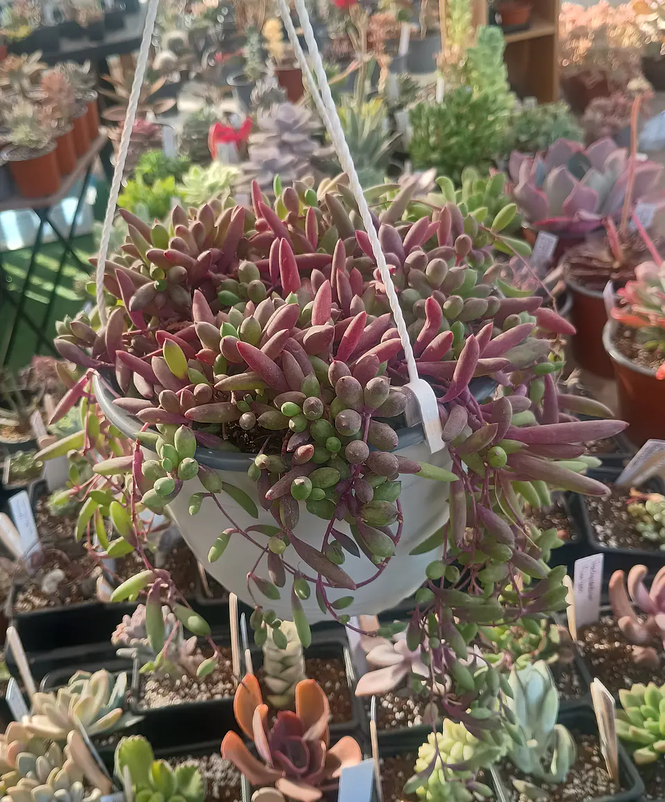 Othonna Capensis XXL 1