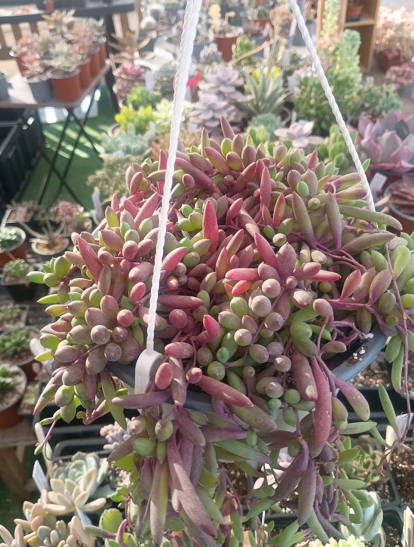 Othonna Capensis XXL 2
