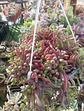 Othonna Capensis XXL - Miniatura 2
