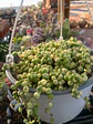 Senecio Rawleyanus Variegado XXL - Miniatura 1