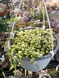 Senecio Rawleyanus Variegado XXL - Miniatura 2