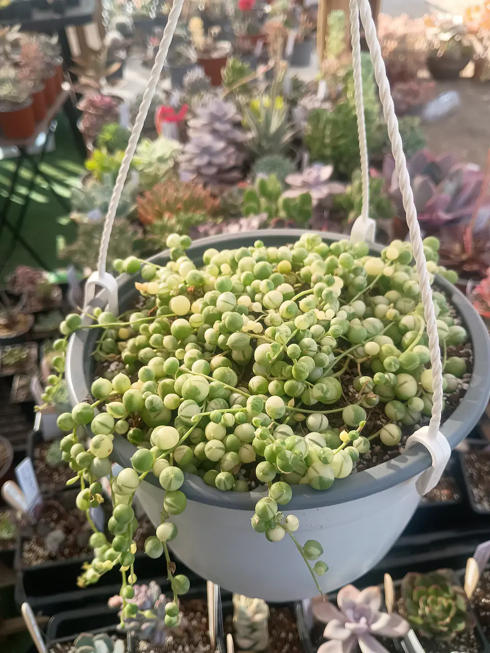 Senecio Rawleyanus Variegado XXL 2