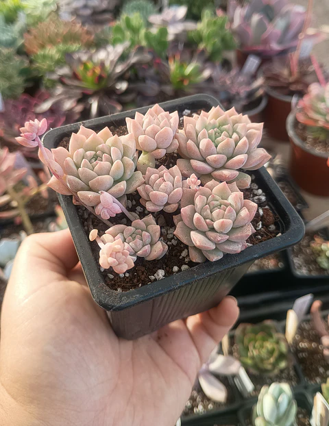 Echeveria Prolífica
