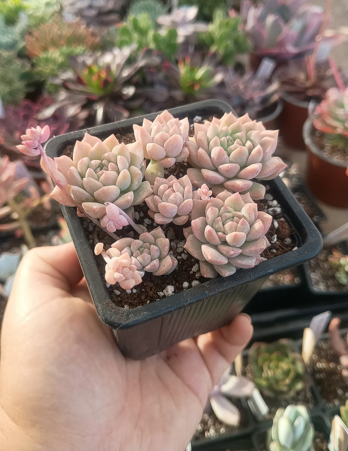 Echeveria Prolífica 1