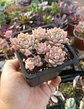 Echeveria Prolífica - Miniatura 1
