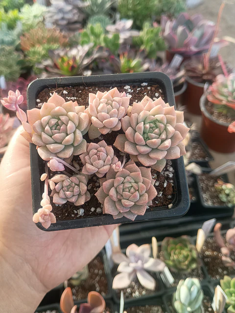 Echeveria Prolífica