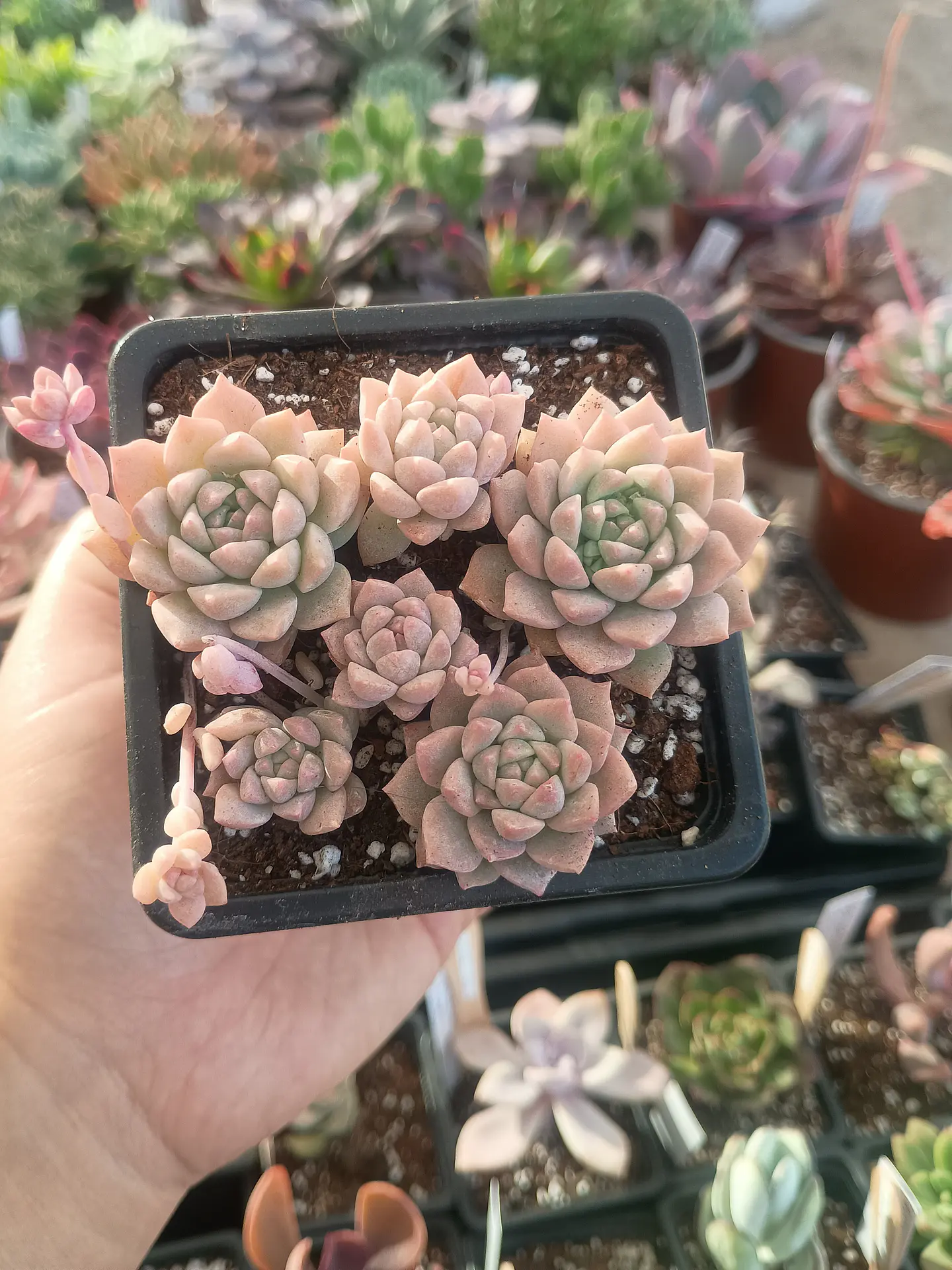 Echeveria Prolífica 2