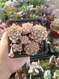 Echeveria Prolífica - Miniatura 2