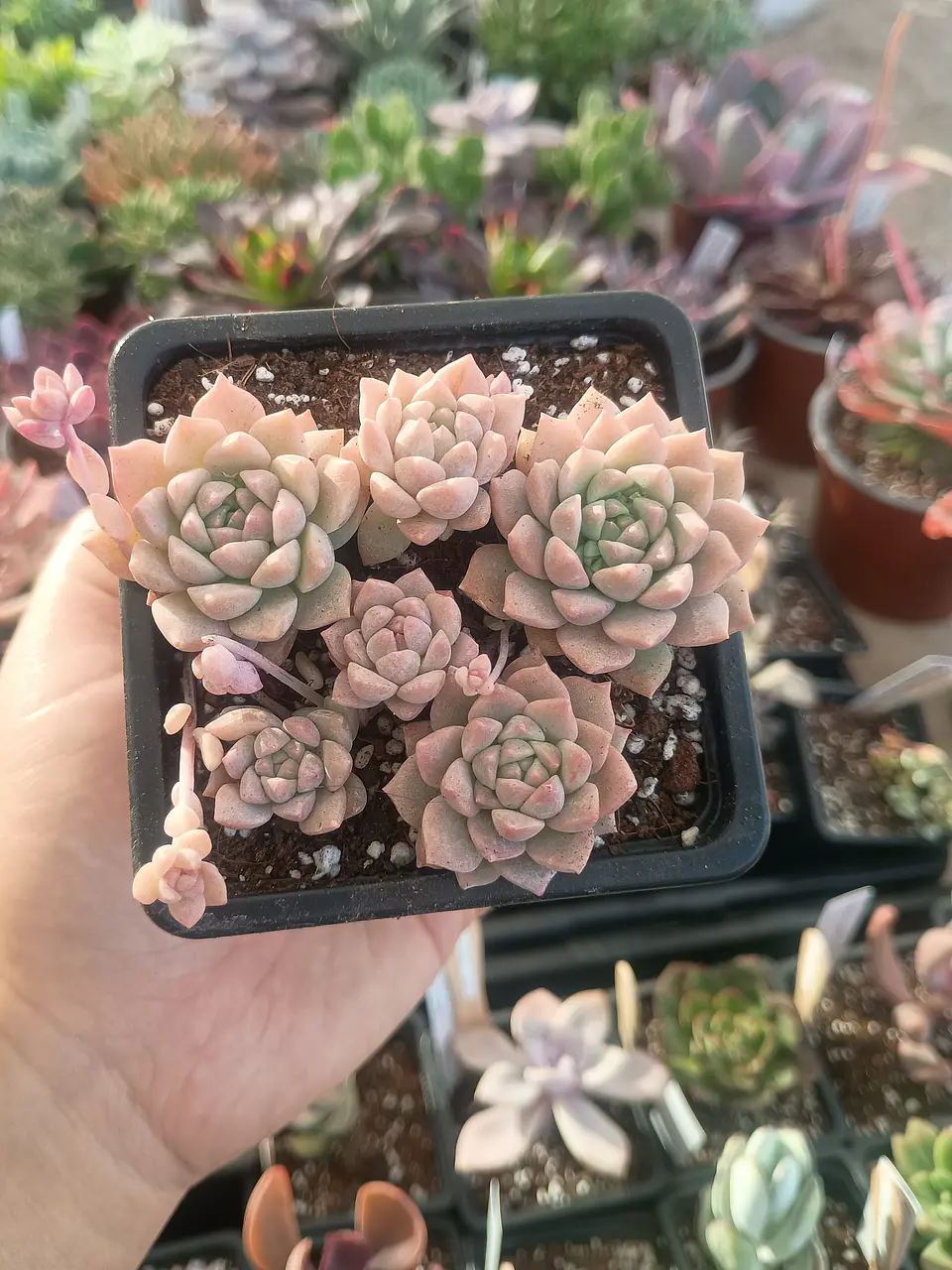 Echeveria Prolífica 2