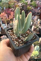 Cotyledon  - Miniatura 1