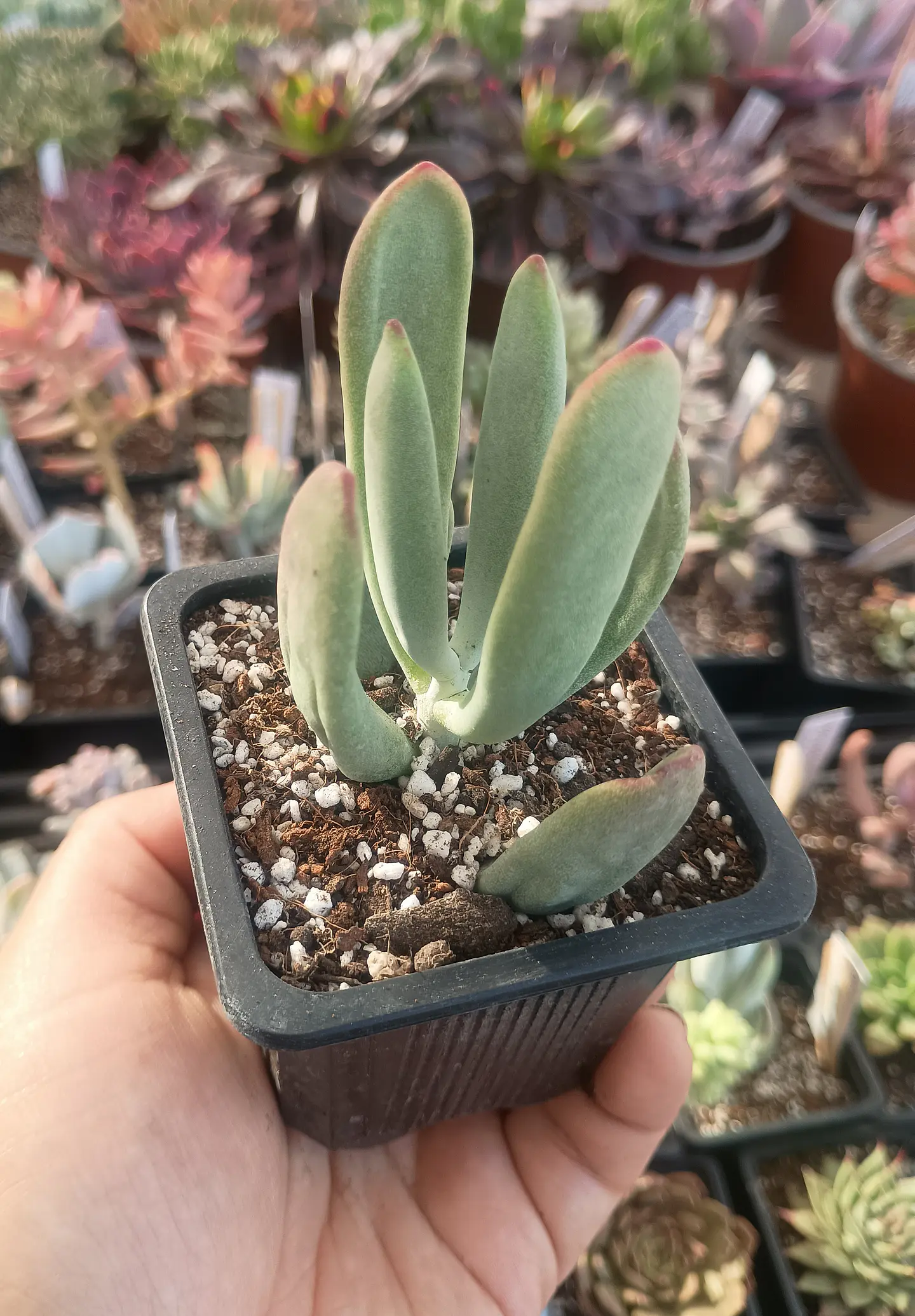 Cotyledon  2
