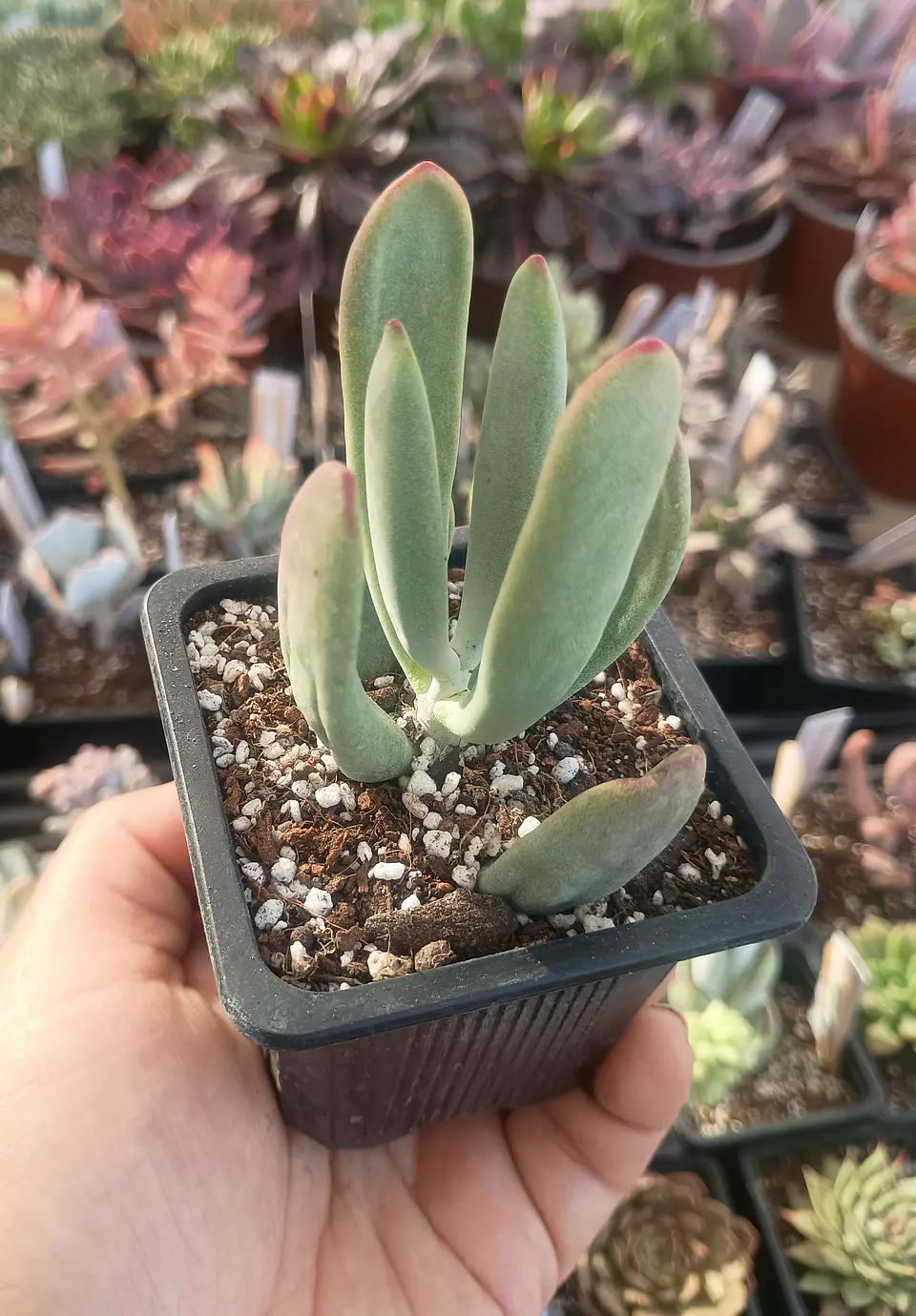 Cotyledon  2