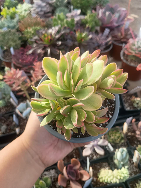 Crassula Money maker variegada