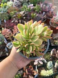 Crassula Money maker variegada - Miniatura 1