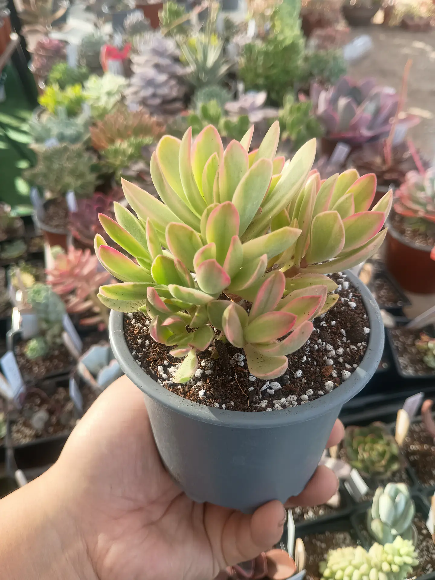 Crassula Money maker variegada 2