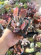 Echeveria Afterglow - Miniatura 1