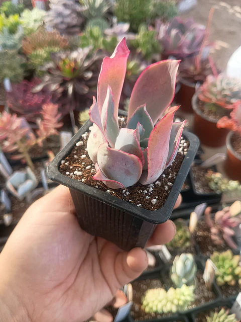Echeveria Afterglow
