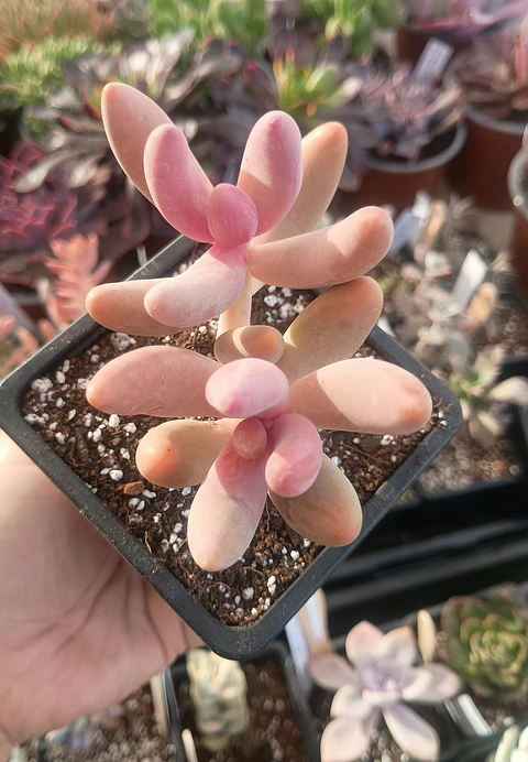 Pachysedum gonzou doble