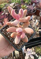 Pachysedum gonzou doble - Miniatura 1