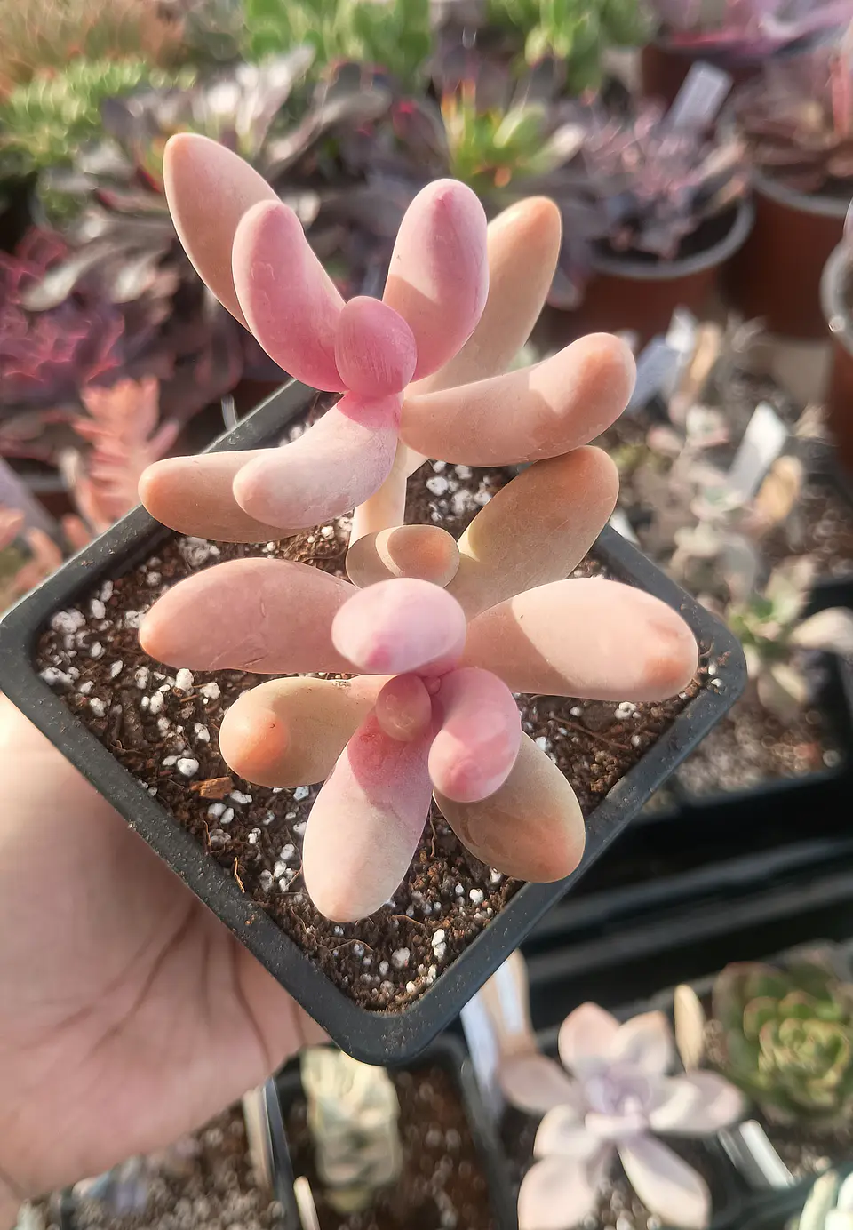 Pachysedum gonzou doble 1