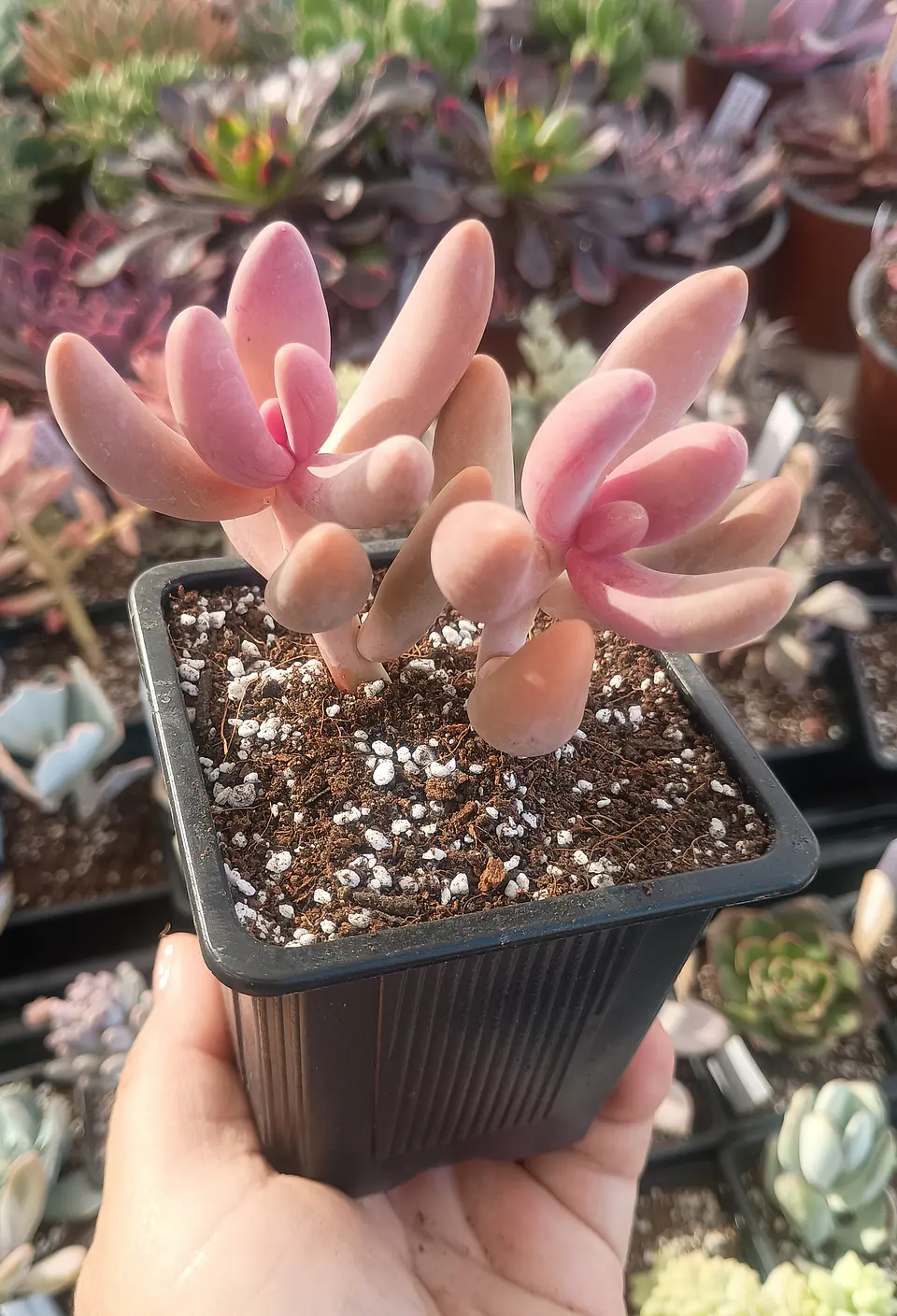 Pachysedum gonzou doble 2