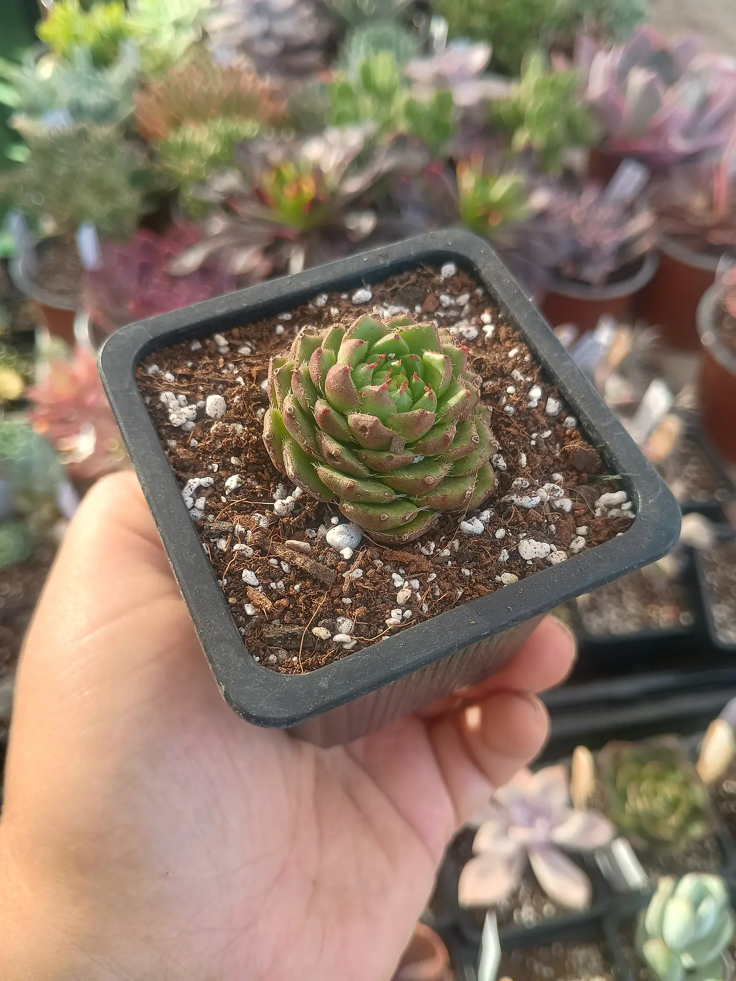 Echeveria Setosa ciliata 1