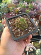 Echeveria Setosa ciliata - Miniatura 1