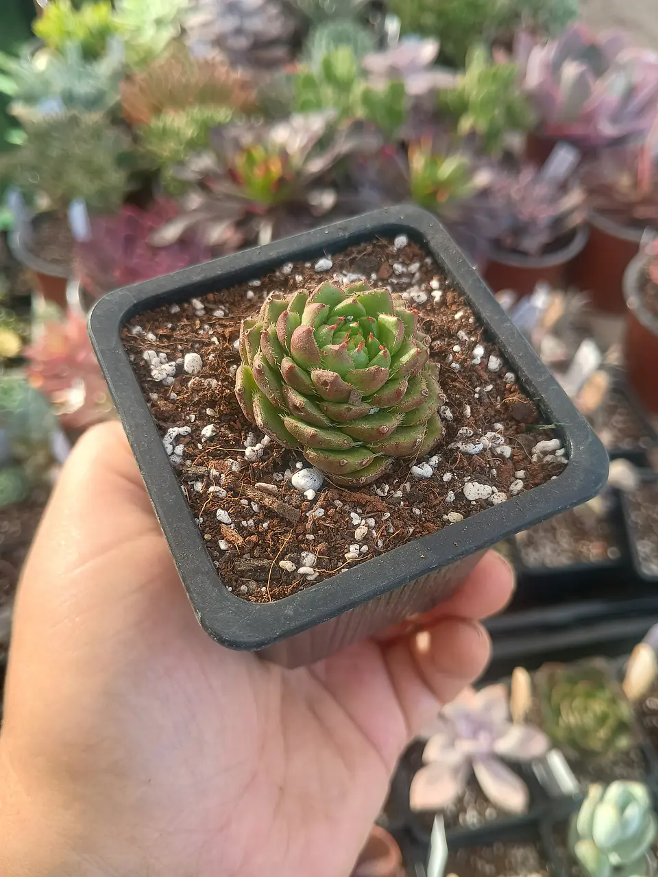 Echeveria Setosa ciliata 1