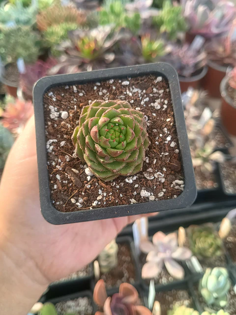 Echeveria Setosa ciliata