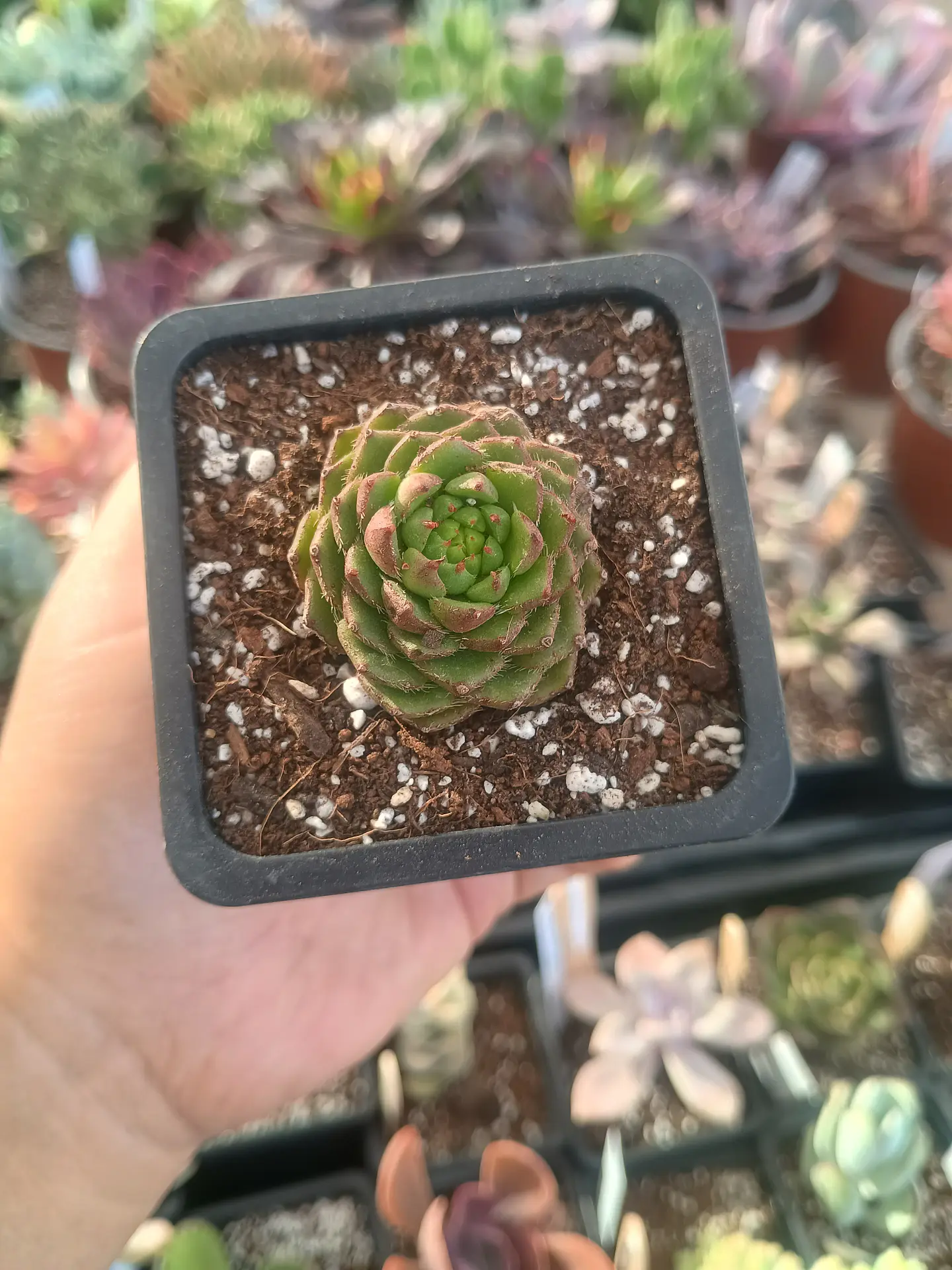 Echeveria Setosa ciliata 2