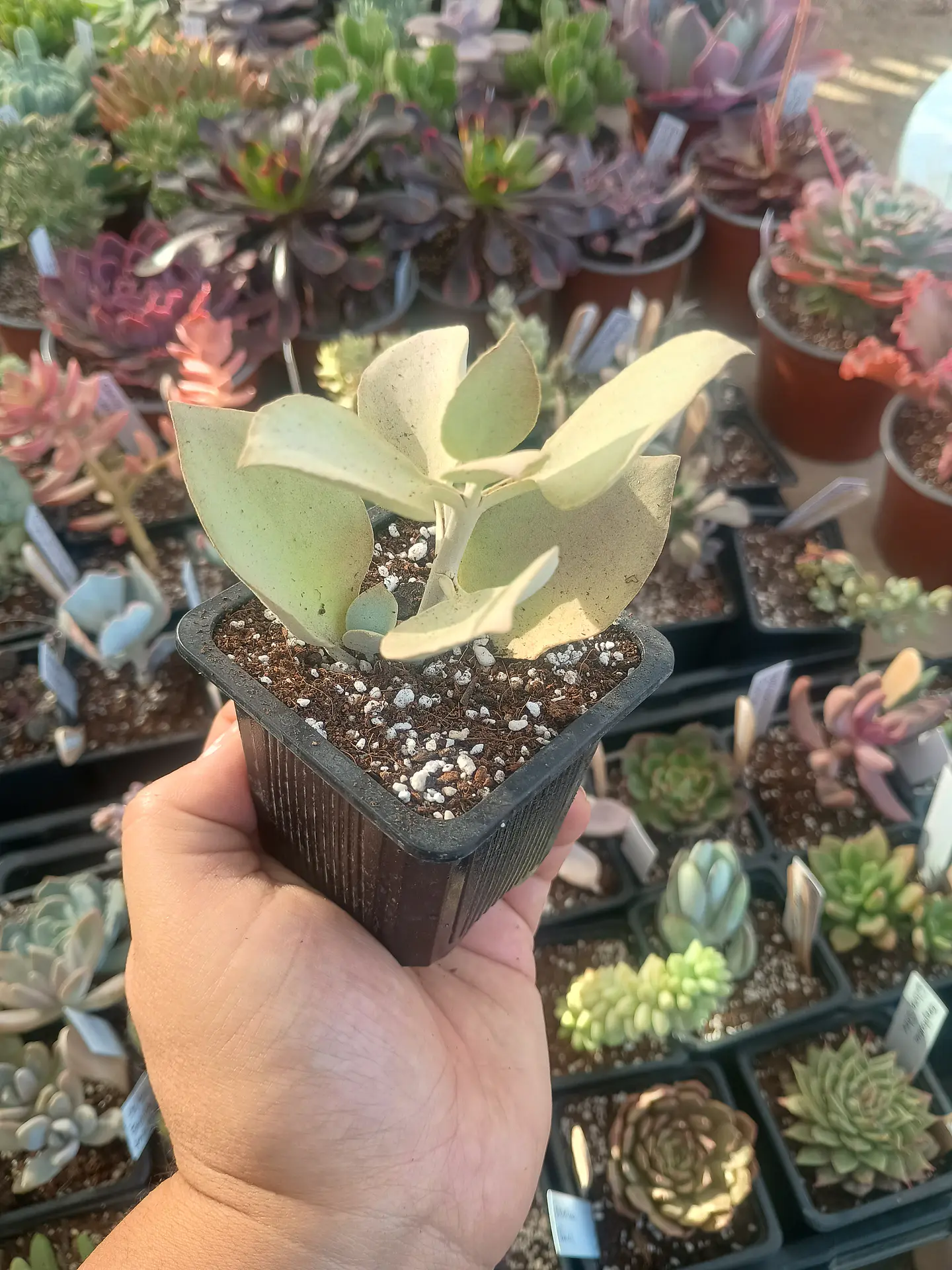 Kalanchoe silver spoon 1