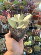 Kalanchoe silver spoon - Miniatura 1