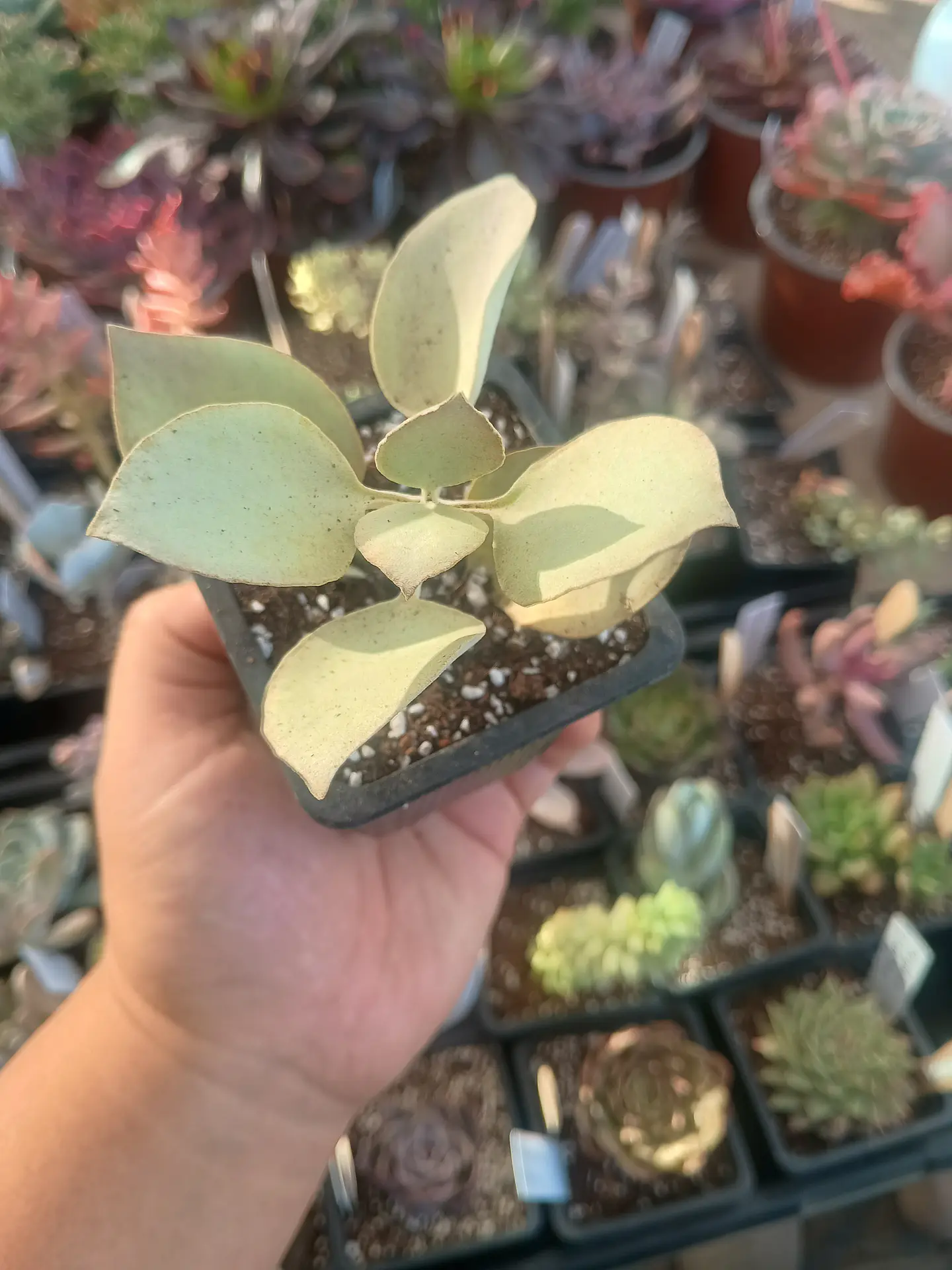Kalanchoe silver spoon 2