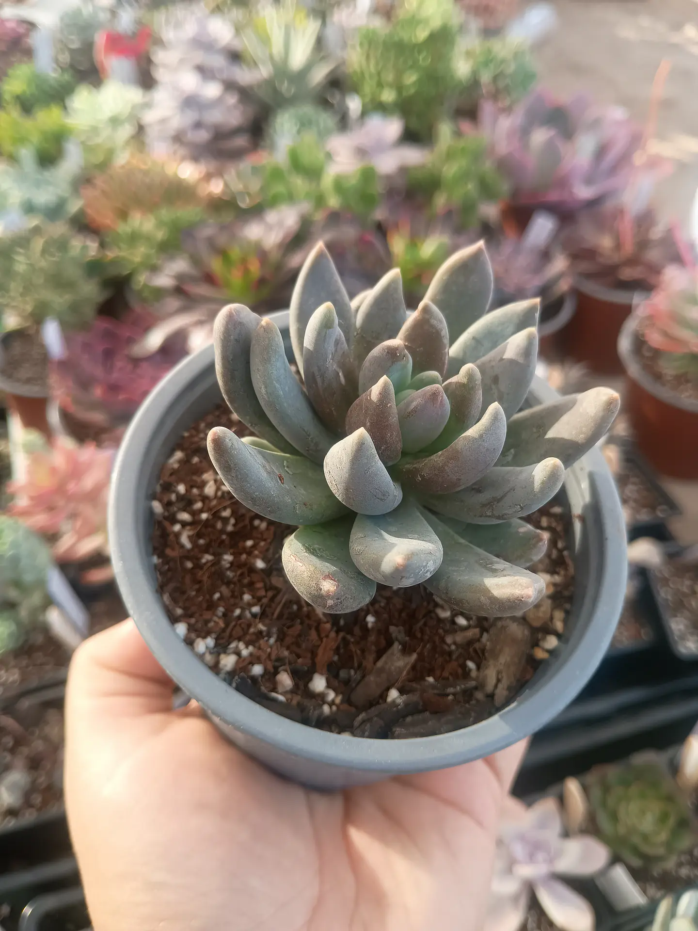 Sedeveria Blue mist 1