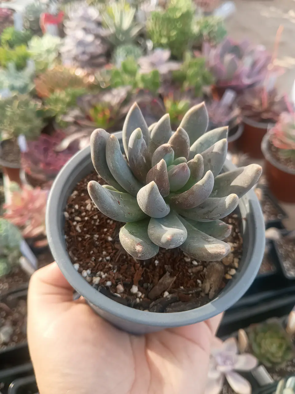 Sedeveria Blue mist 1