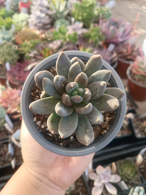 Sedeveria Blue mist