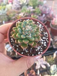 Sedeveria ssp - Miniatura 1
