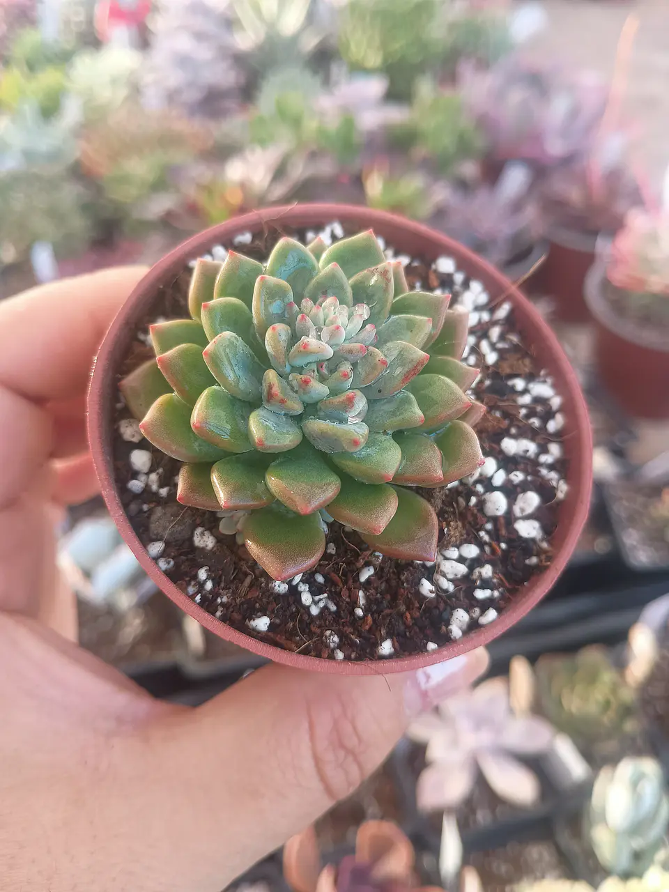 Sedeveria ssp 1