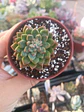Sedeveria ssp - Miniatura 2