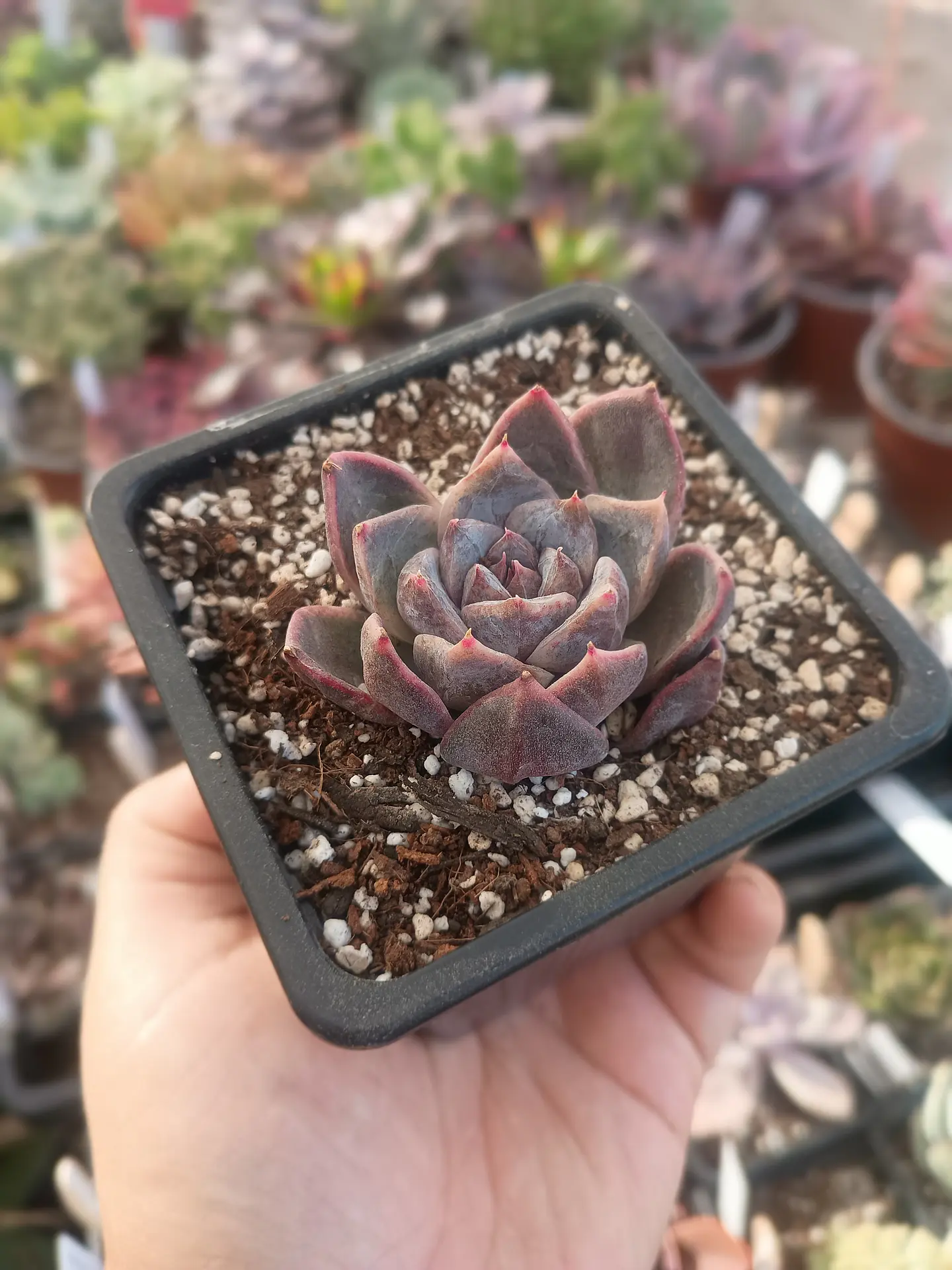 Echeveria Yumni 1