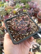 Echeveria Yumni - Miniatura 1