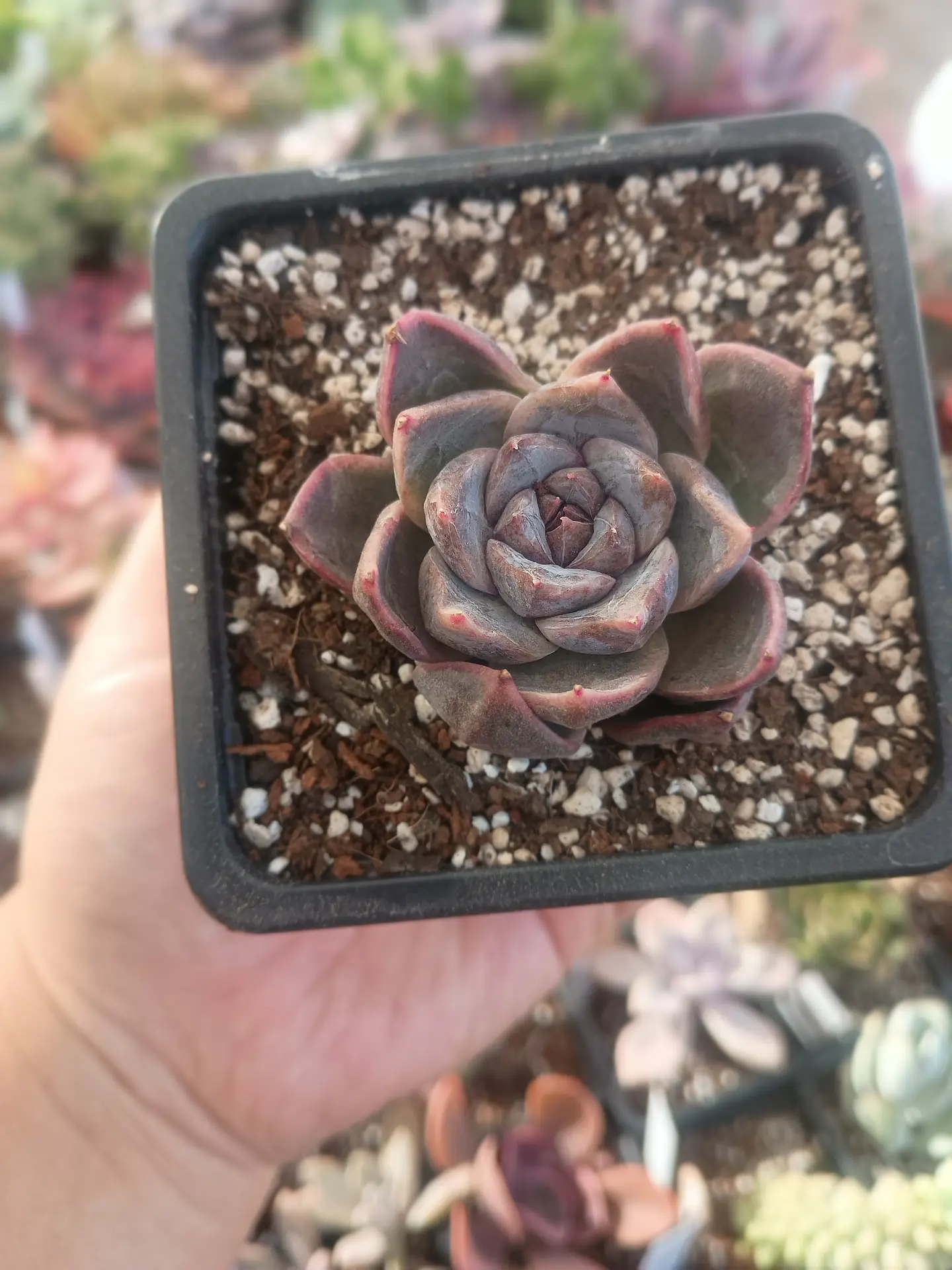 Echeveria Yumni 2