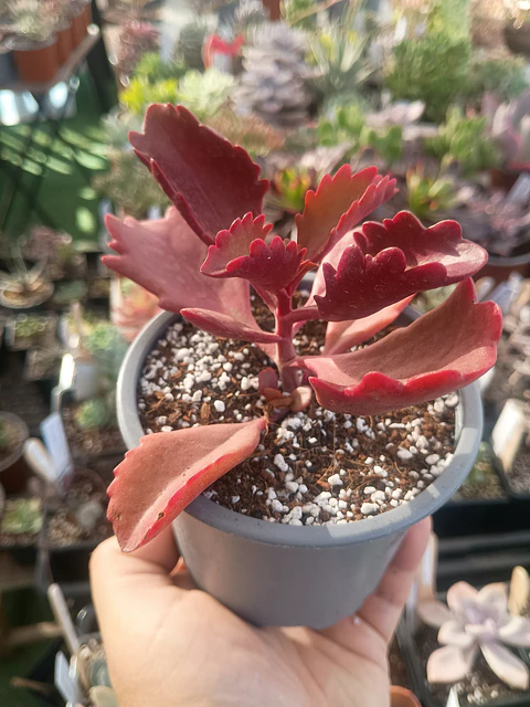 Kalanchoe sexangularis
