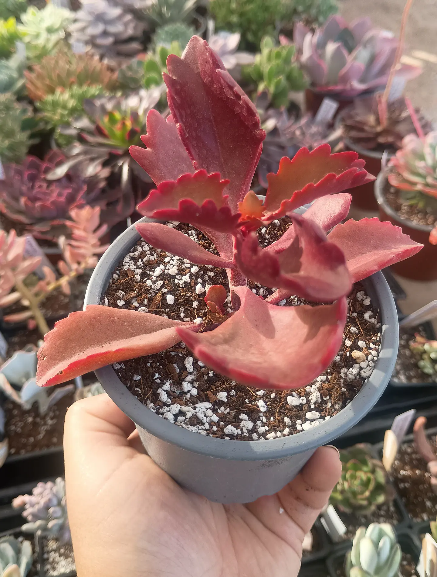 Kalanchoe sexangularis 2