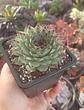 Serpenvivum Calcareum  - Miniatura 1