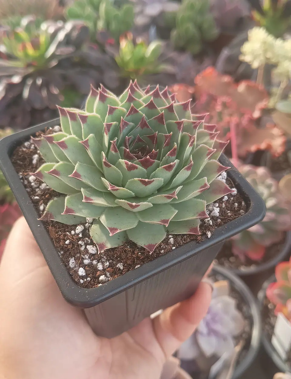 Serpenvivum Calcareum  1